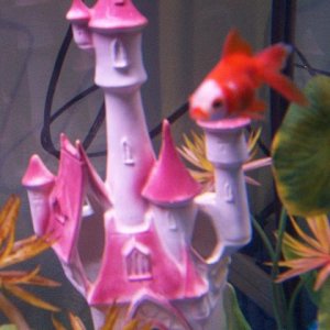 DCP_0012.JPG