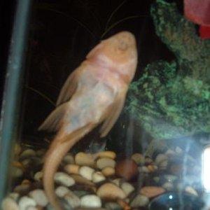 DSCF2092.JPG