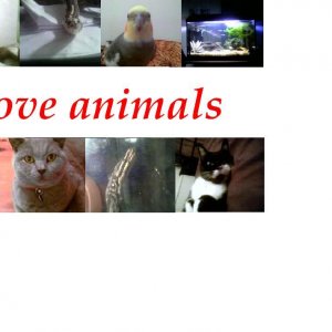 animals.JPG