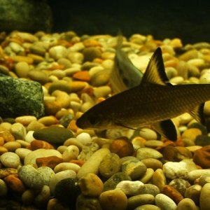 fish0206_073.jpg