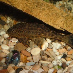 plec.JPG