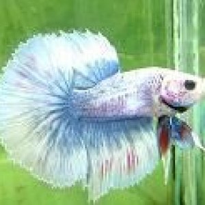 bluemarb.jpg