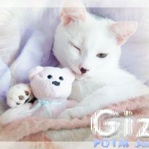 gizmo.jpg