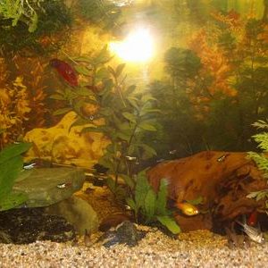 Resize_of_fish1_001.JPG