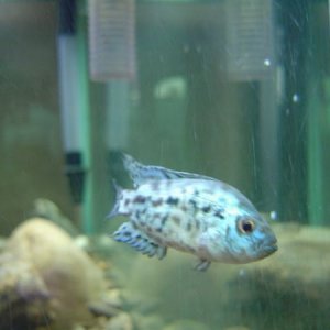 jack_dempsey.jpg