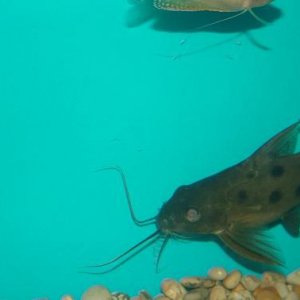 fish0206_066.jpg