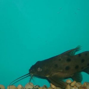fish0206_068.jpg