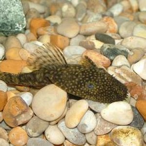 fish0206_026.jpg