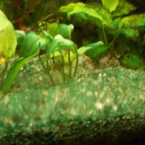 algae.jpg