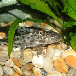 fish0206_004.jpg