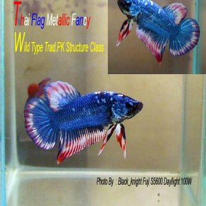 betta2.jpg