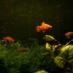 platy__s_4.JPG