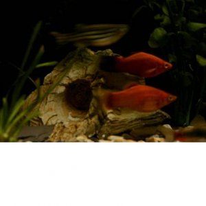 2_platy__s.JPG