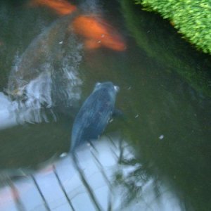 koi1.jpg