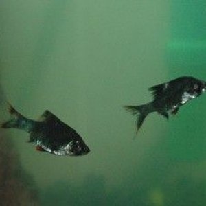 sickfishie.jpg