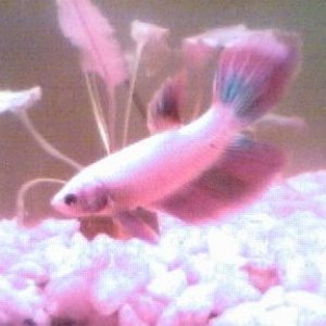 Fishies_018.jpg