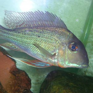 Geophagus3.JPG