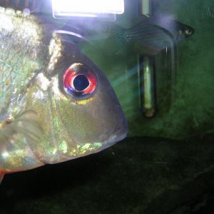 Little_Geophagus2.JPG