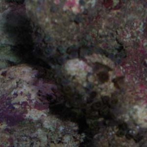 anemone_closeup.jpg