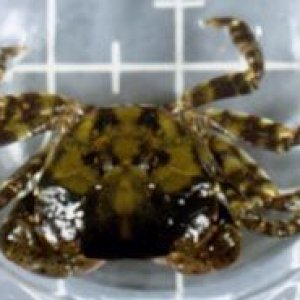 asian_shore_crab_lg.jpg