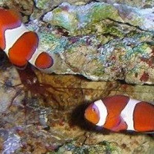 pic25_perculaclowns.jpg