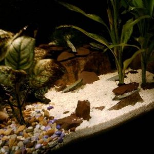 fish_tanks_040.jpg