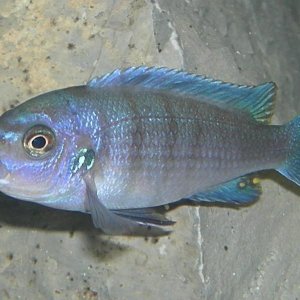 Cynotilapia_afra__juv.jpg