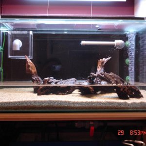 Fishtank0125.JPG