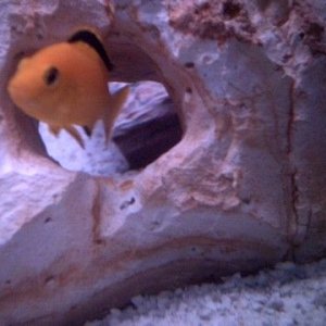 Male_Yellow.jpg