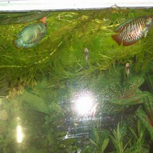 Resize_of_new_fish_009.JPG