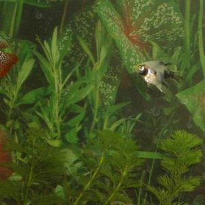 Resize_of_new_fish_015.JPG