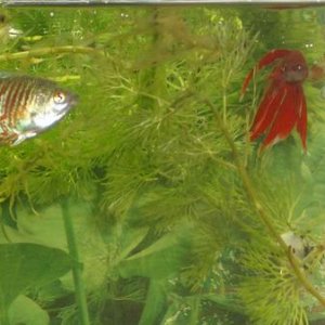 Resize_of_new_fish_016.JPG