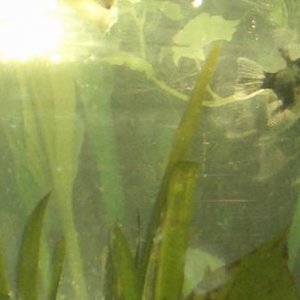 Resize_of_new_fish_020.JPG