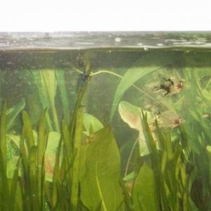 Resize_of_new_fish_022.JPG