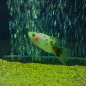 Platy2.jpg
