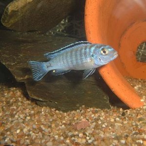 blue_socolofi.JPG