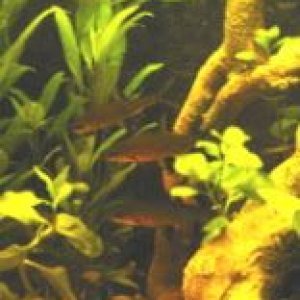 fishy4.jpg