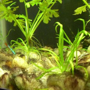 hairgrass.JPG