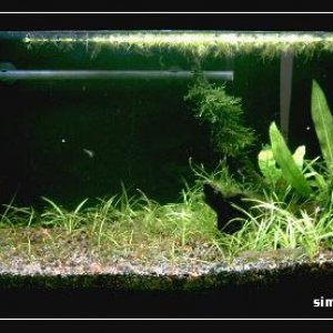 planted_tank_framed_8th_april_06.JPG