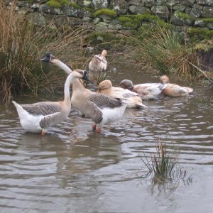 geese_003.jpg