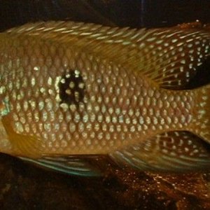 fish.JPG