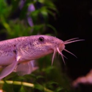 DSCF1157.JPG
