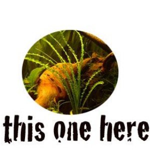 cropped_plant.jpg