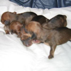 pups_001.jpg