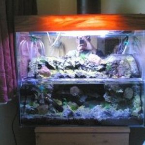 terptank3.jpg