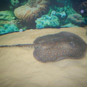 ray1.JPG