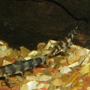 Loaches.jpg
