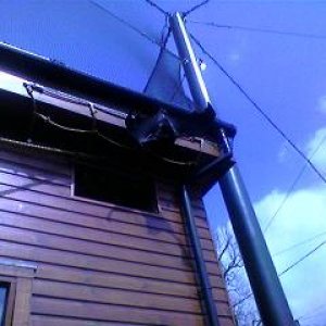 fruit_bat.JPG
