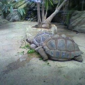 giant_tortoise.JPG