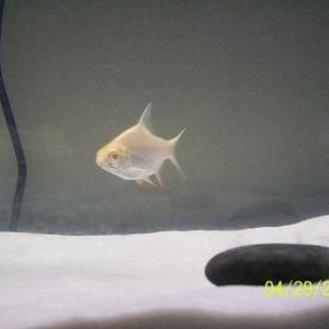fish_new_pics_004.jpg